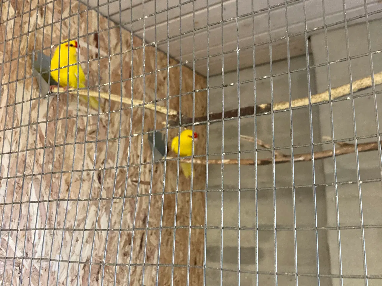 Billede 4 - Et par gule Gedeparekitter virkelig flotte