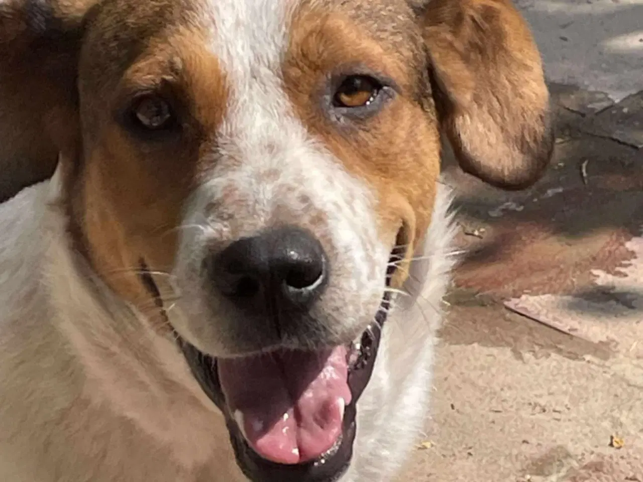 Billede 3 - Søde Carlotta søger sit eget menneske