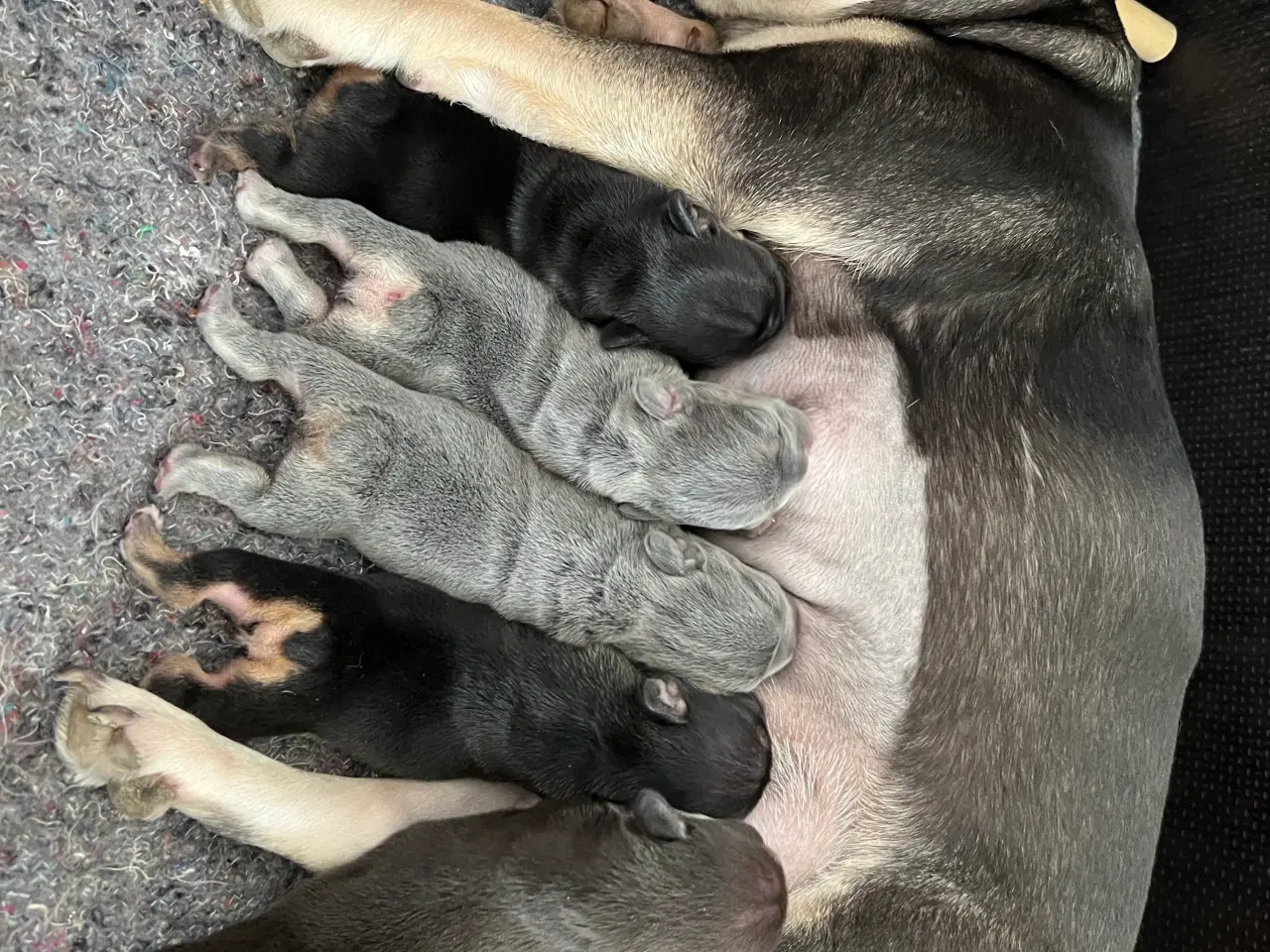 Billede 1 - Fransk bulldoghvalpe  pragteksemplar af forældre.