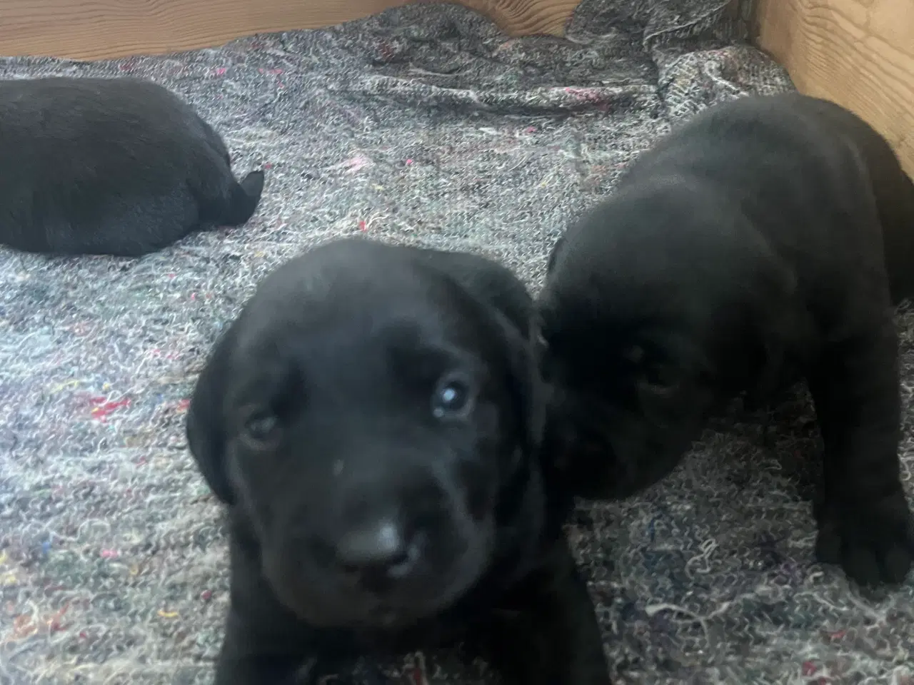 Billede 2 - Labrador hvalpe