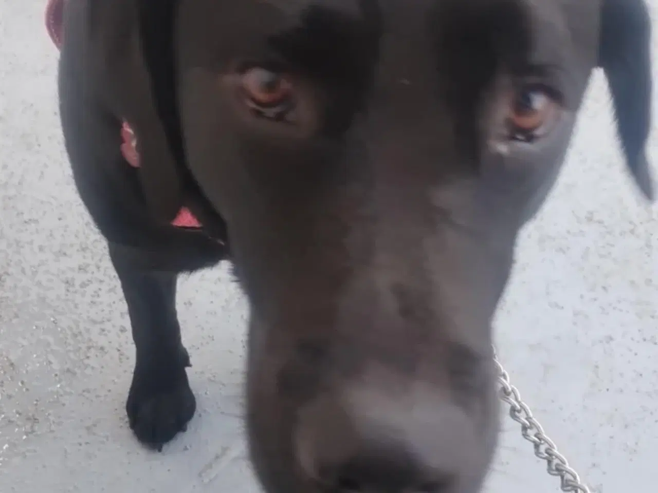 Billede 9 - Labrador hvalpe