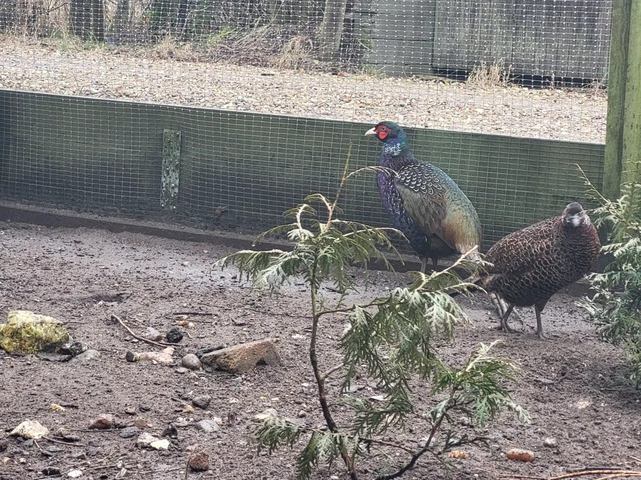 Billede 1 - Fasan kokke