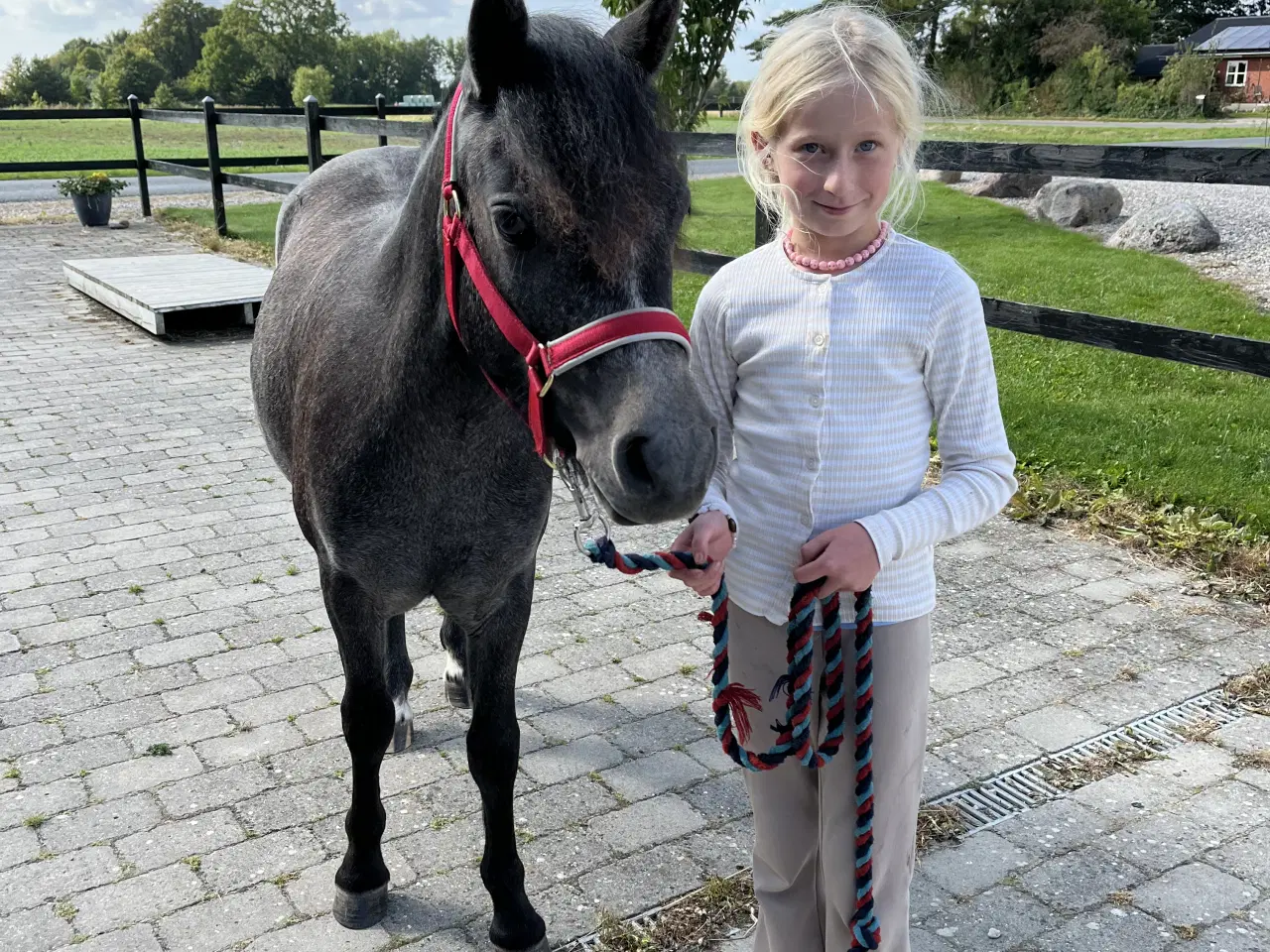 Billede 1 - 3års Dartmoor hoppe