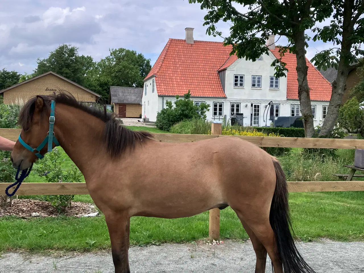 Billede 2 - Islænder vallak 