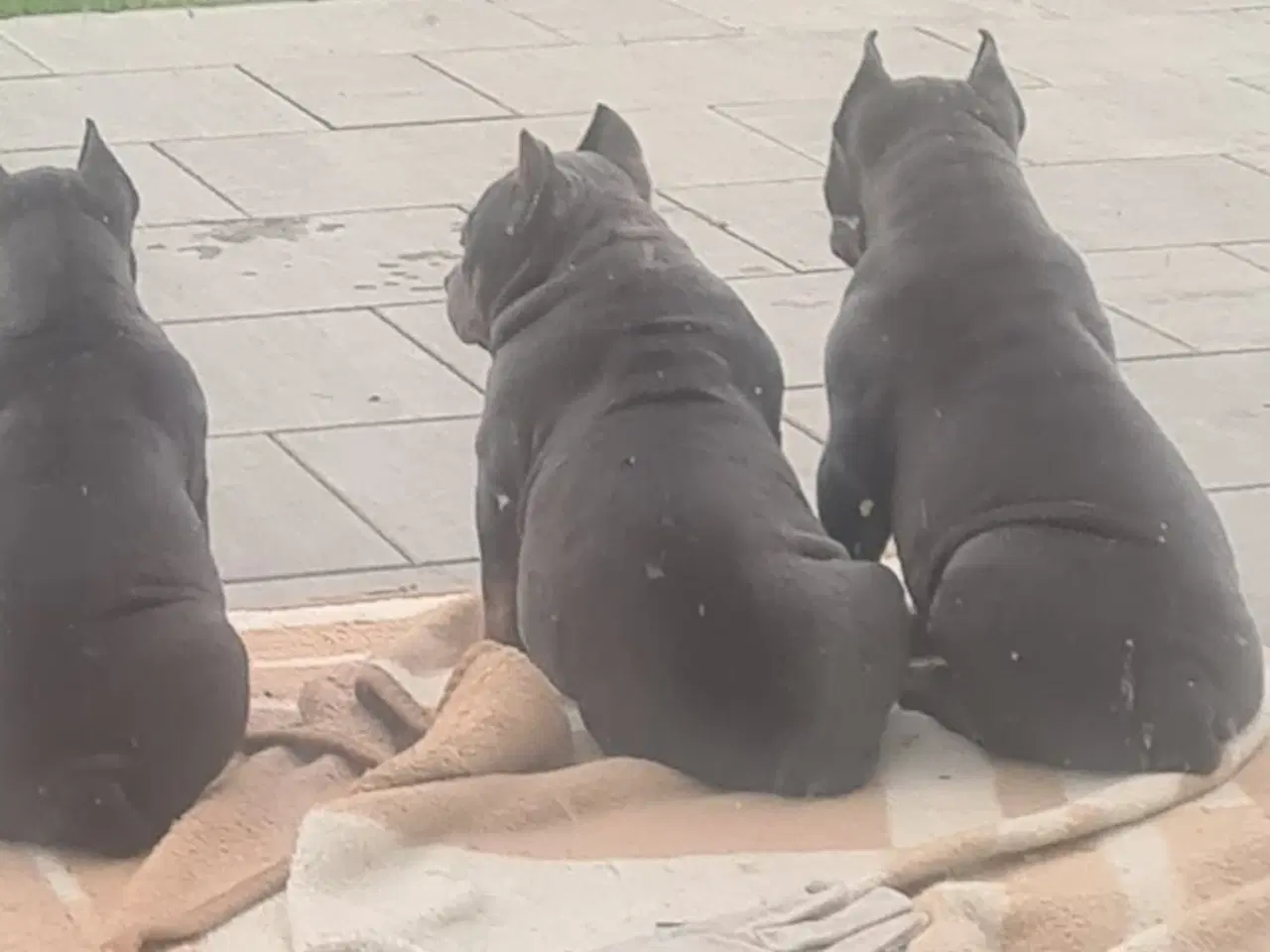 Billede 2 - American Bully Dreng 