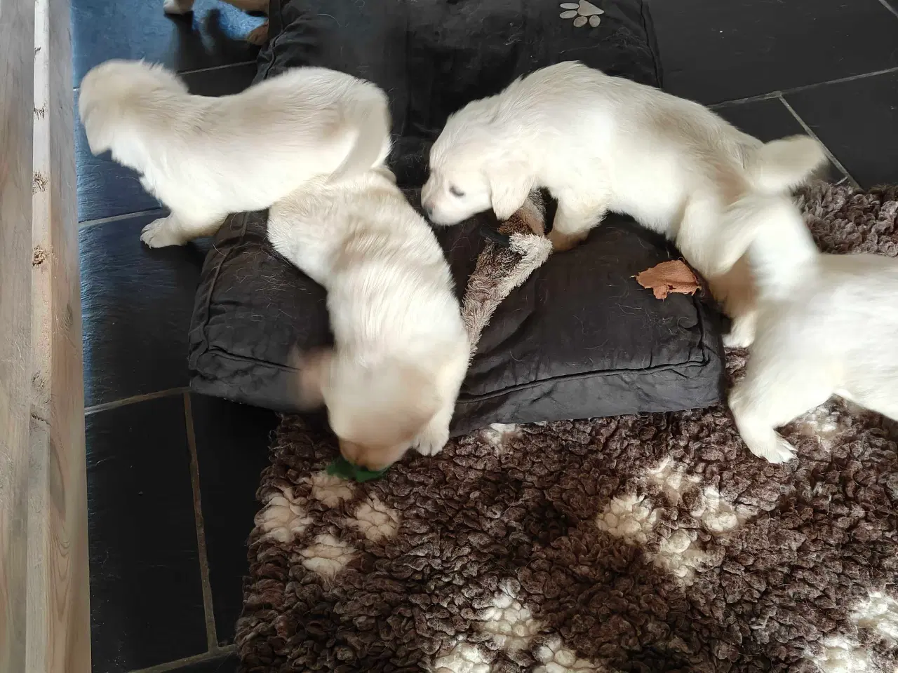 Billede 5 - Golden retriever hvalpe 