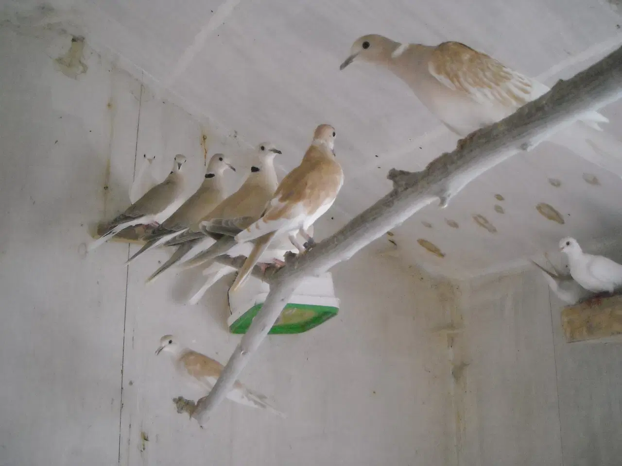 Billede 1 - Skoggerduer/Trulleduer