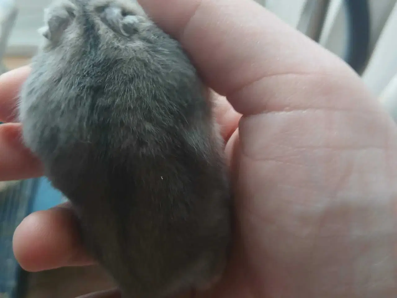 Billede 3 - Dværghamster 