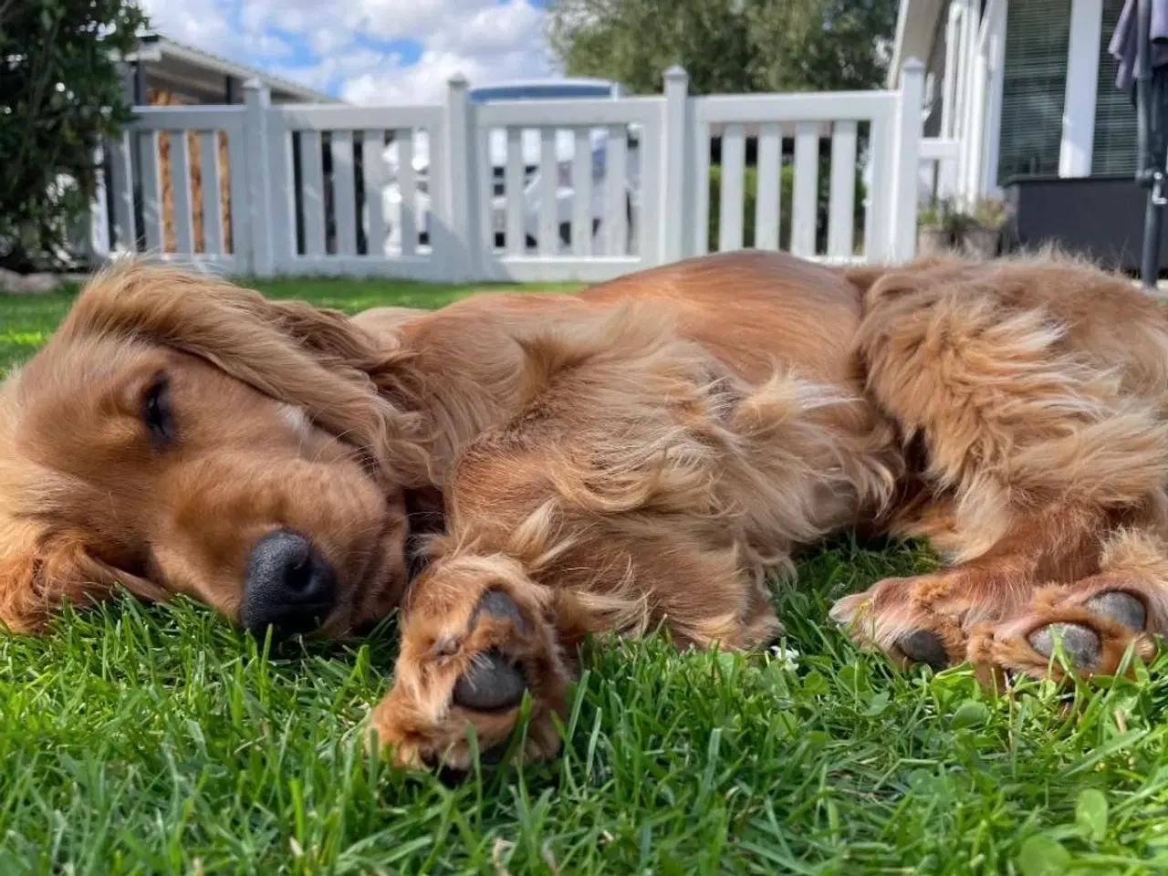 Billede 1 - Til parring - IKKE salg 