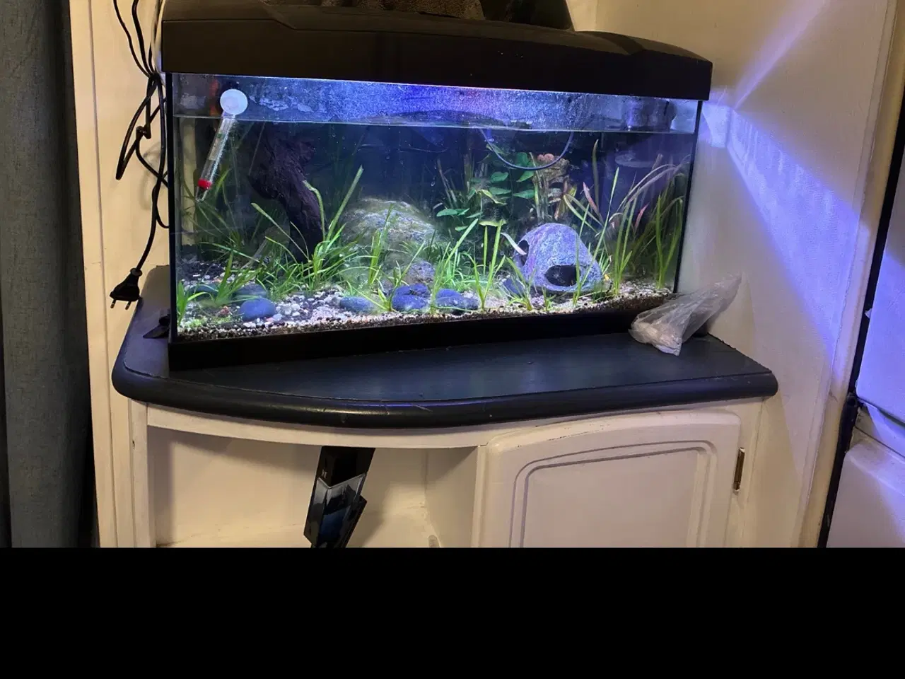 Billede 1 - 60 liters samlet akvarium sæt, 4 kuhli ål, 