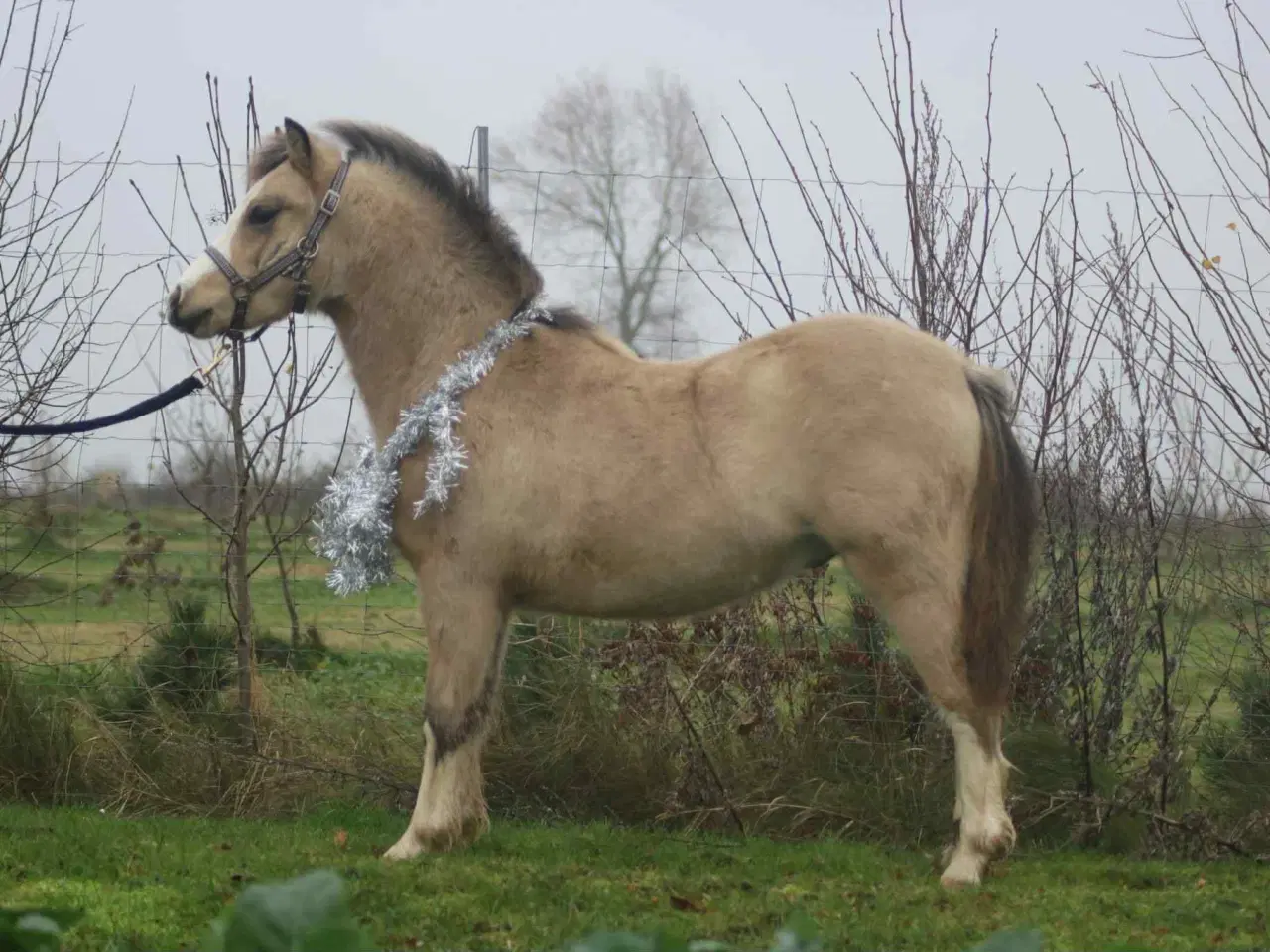 Billede 5 - Top charmerende hingsteføl