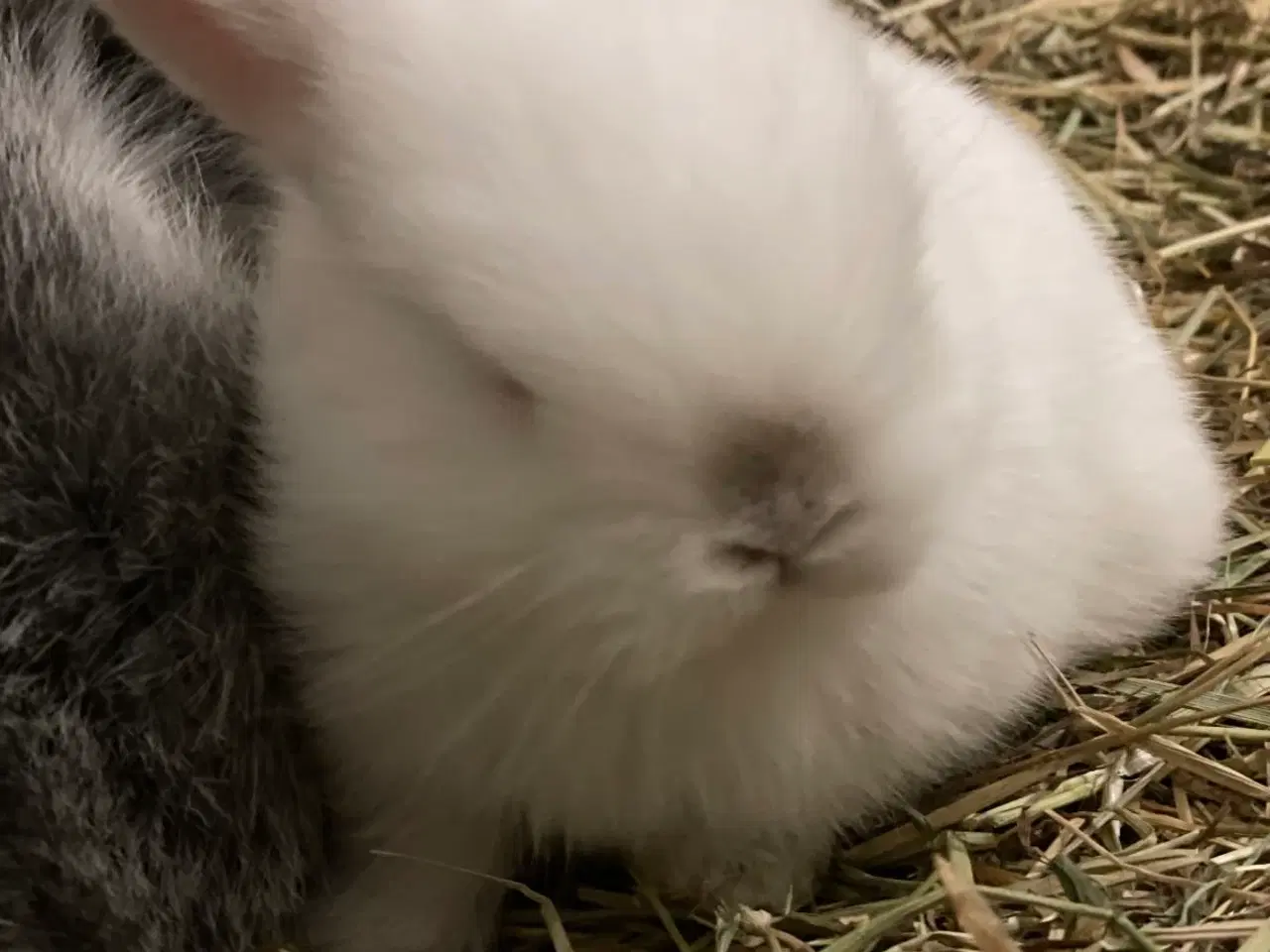 Billede 2 - Mini lop han inkl. løbegård, indhegning m.m. 