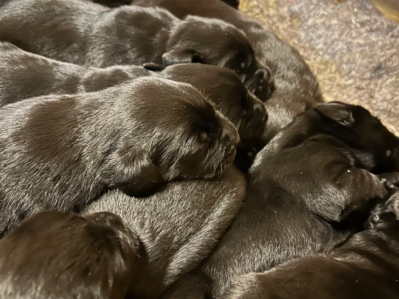 Billede 12 - Skønne labradorhvalpe sælges