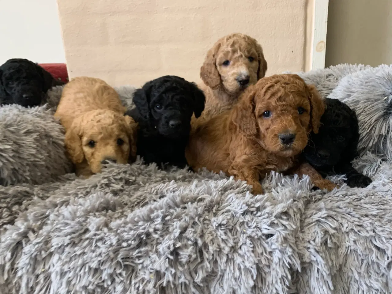 Billede 5 - Mini Golden Doodle F1B babyer 