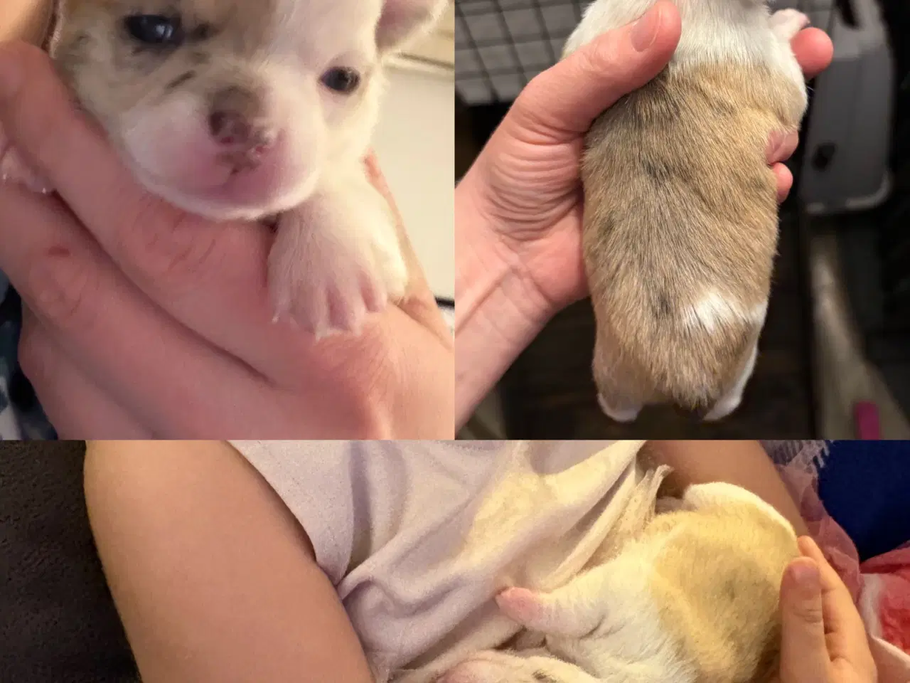 Billede 3 - Chihuahua korthåret 