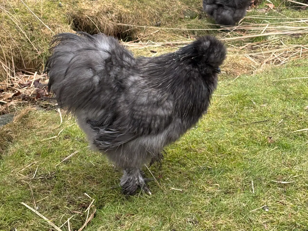 Billede 2 - Silkehane. Stor race