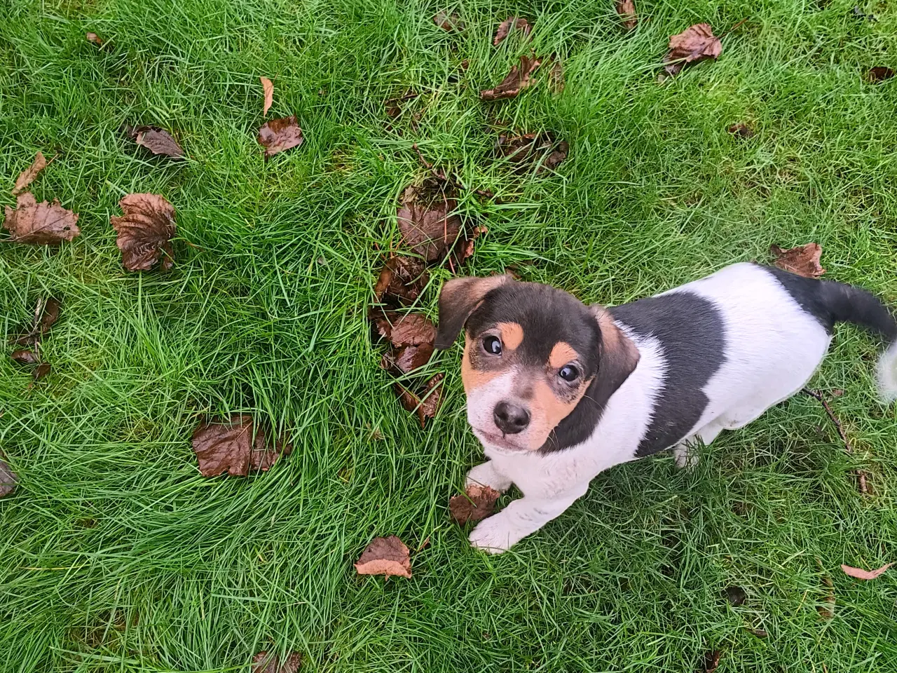 Billede 2 - Dansk svensk gårdhund hvalpe