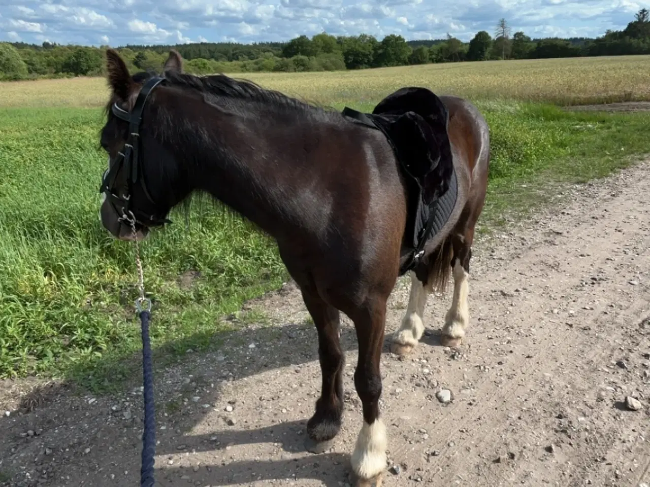 Billede 5 - Irish cob vallak tilsalg