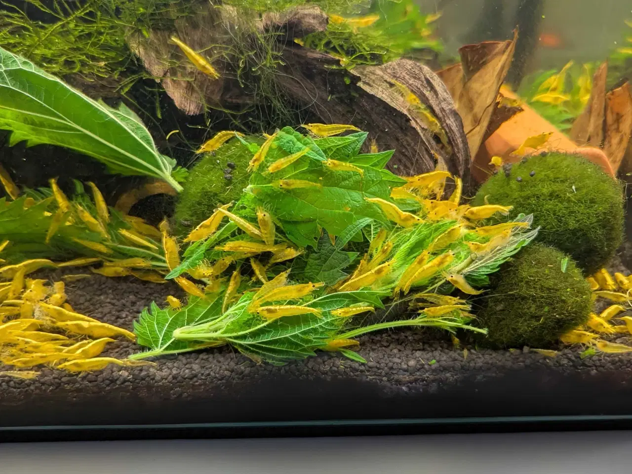 Billede 1 - Gule Neocaridina rejer – Yellow Fire Backstripe