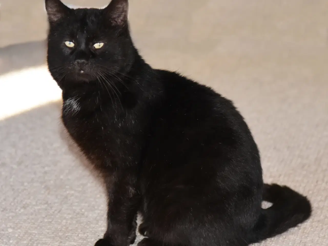 Billede 1 - Statslig Britisk Bombay-hankat søger nyt hjem