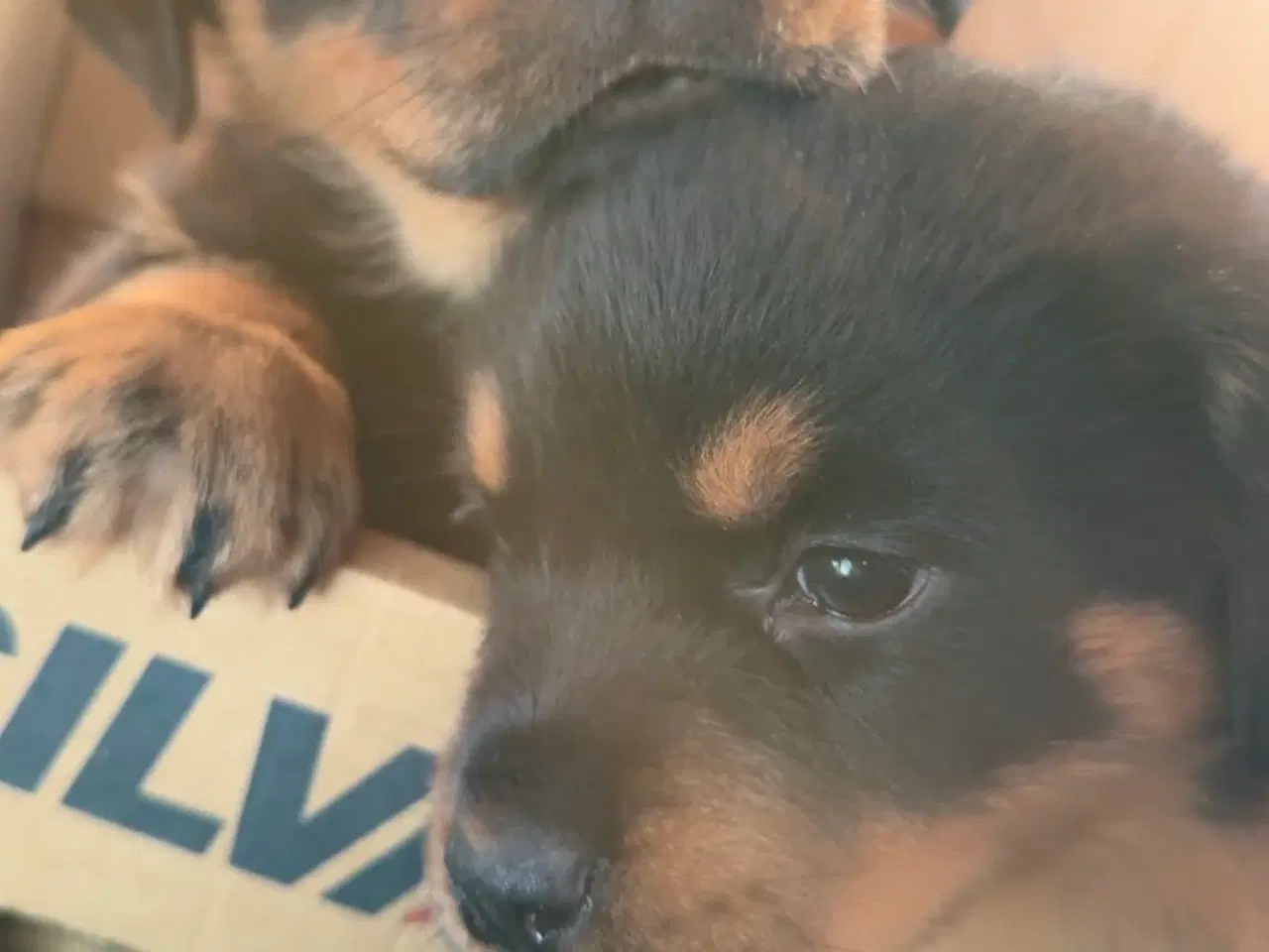 Billede 1 - Tre skønne hvalp til salg!