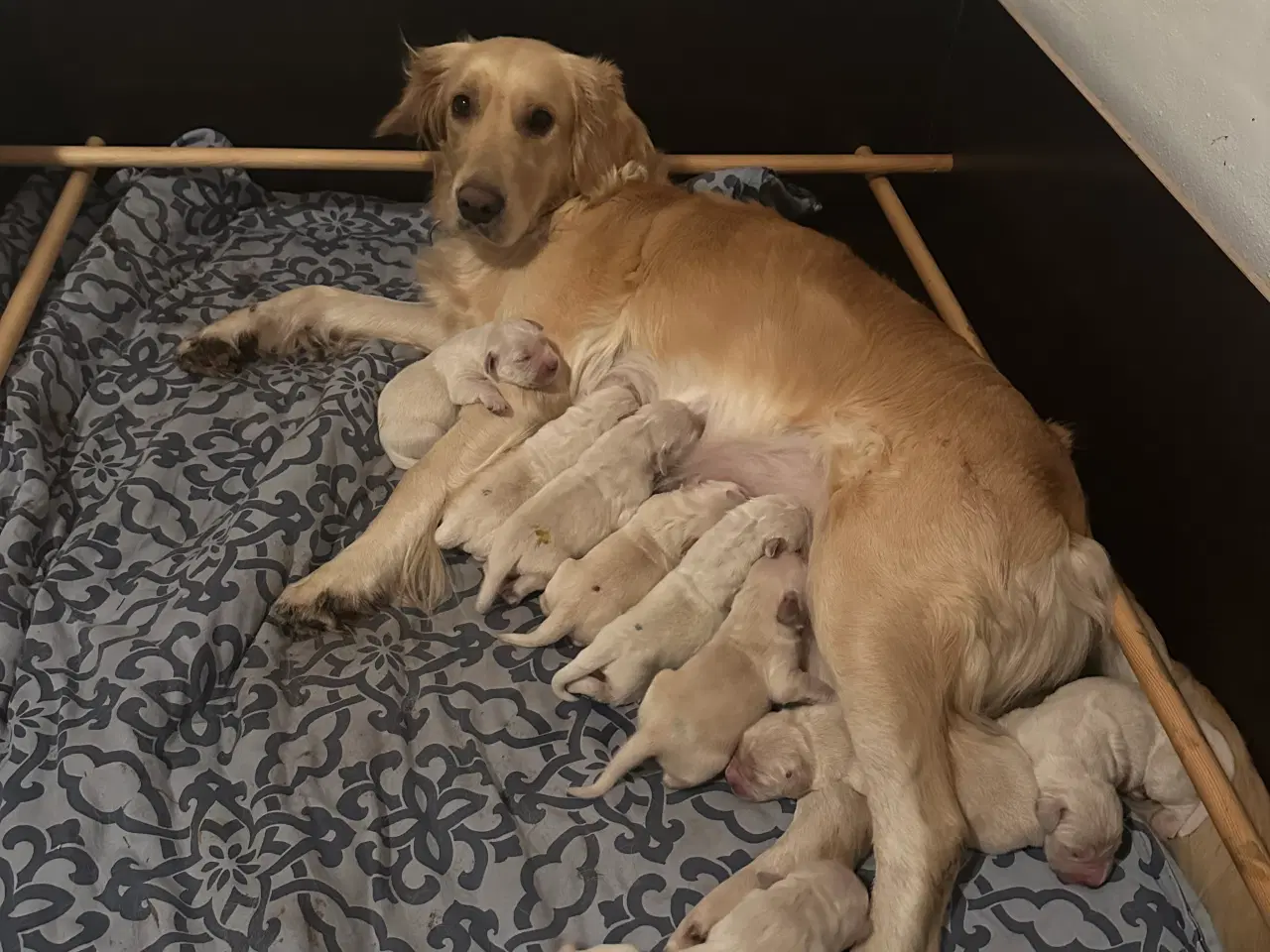 Billede 1 - Golden Retriever hvalpe 