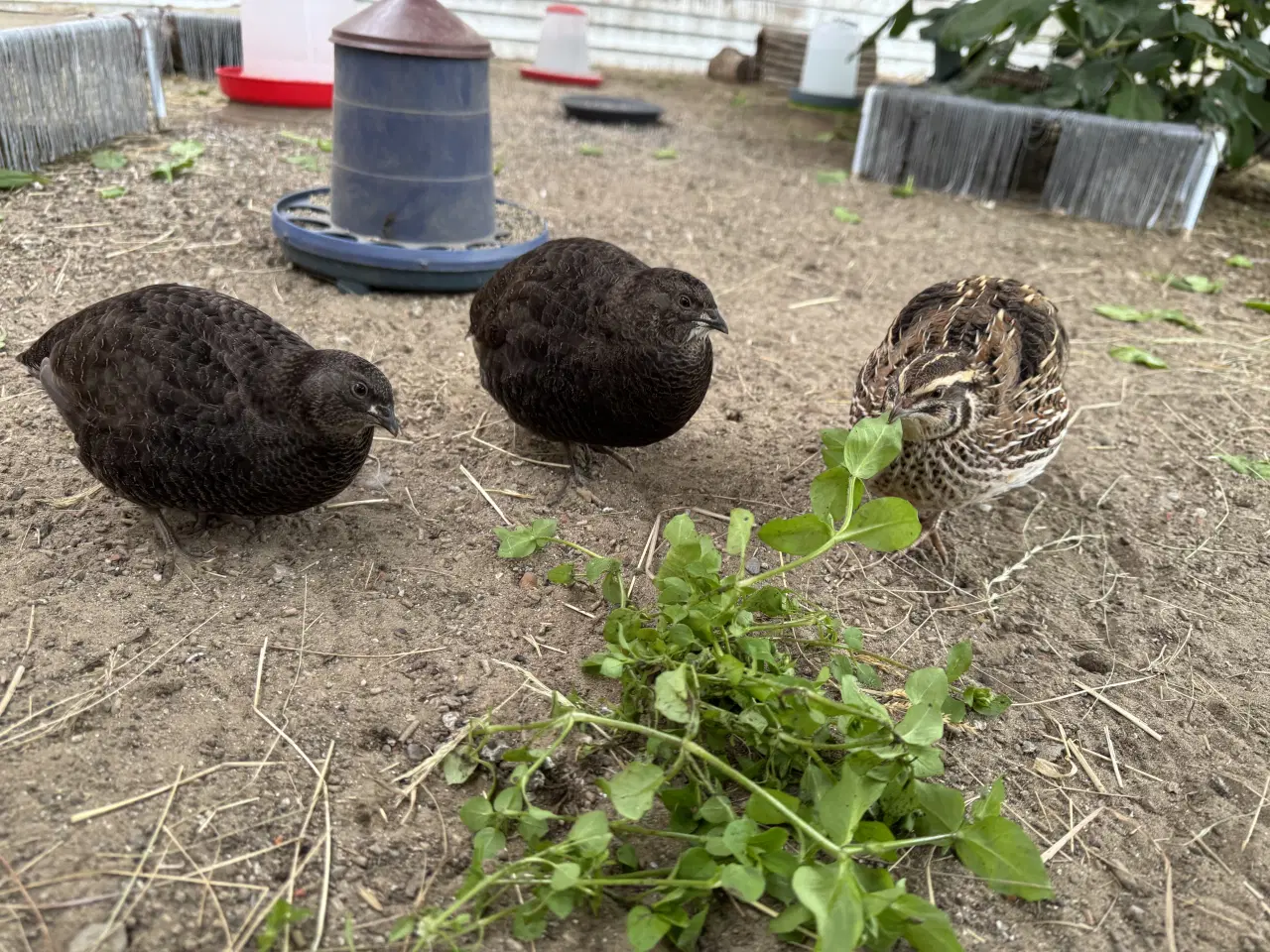 Billede 3 - Vagtel rugeæg 