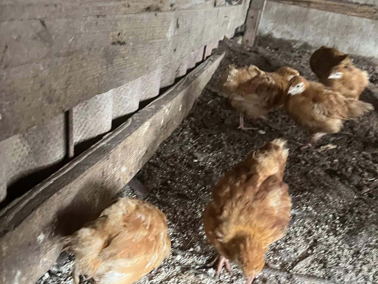 Billede 1 - New Hampshire kyllinger varme fri 8 ure gammel