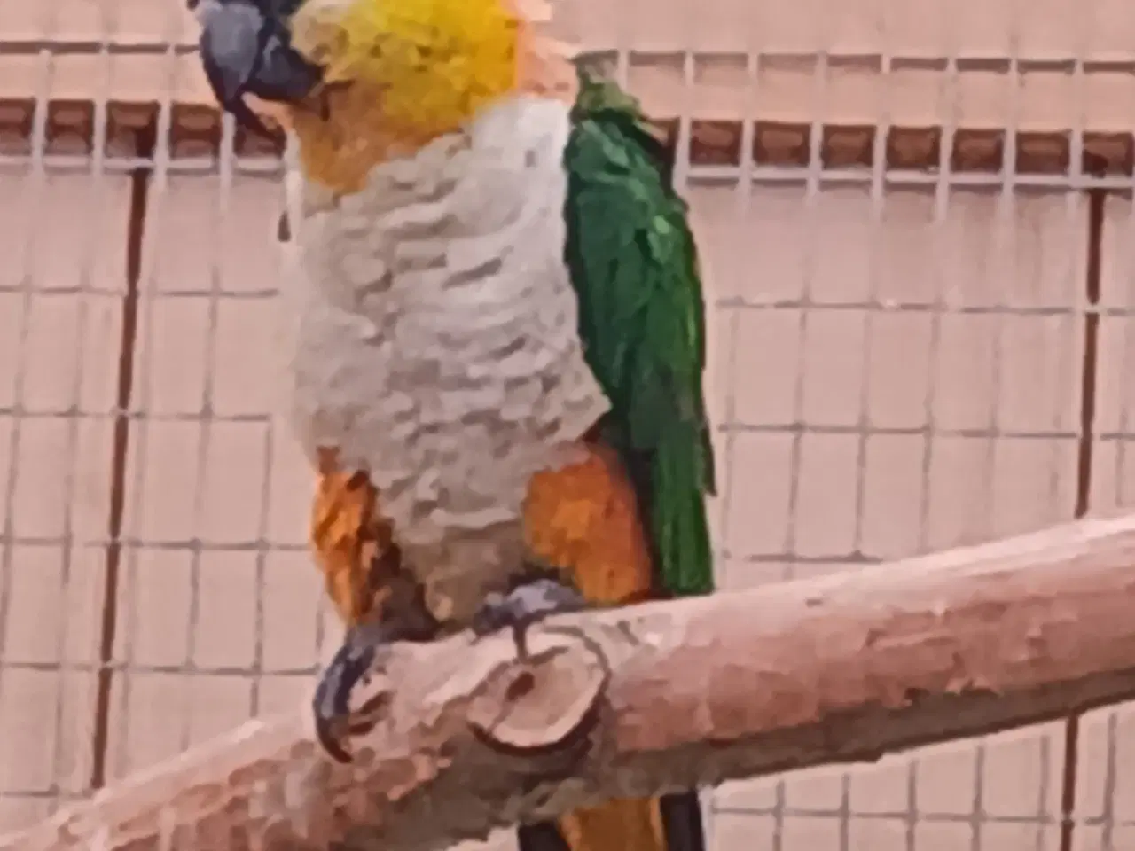 Billede 4 - Sorthovedet  caique 
