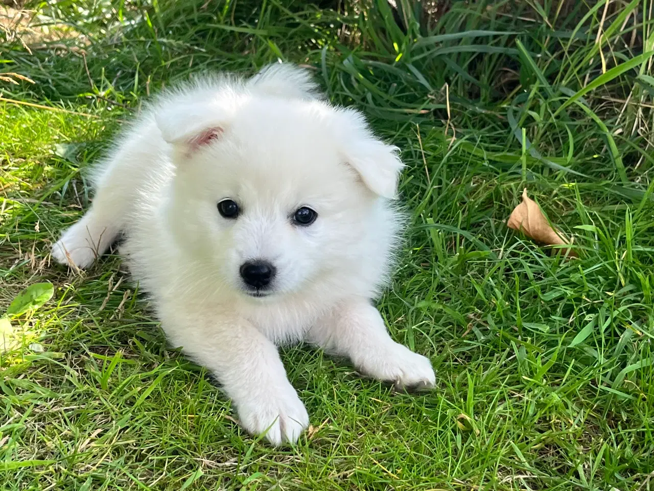 Billede 1 - Hunde hvalpe - Japansk spids