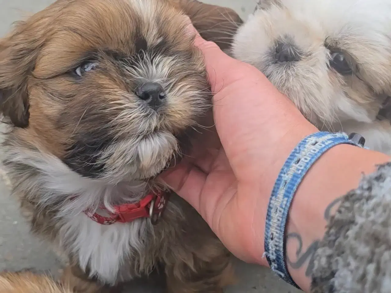 Billede 3 - Shih Tzu 
