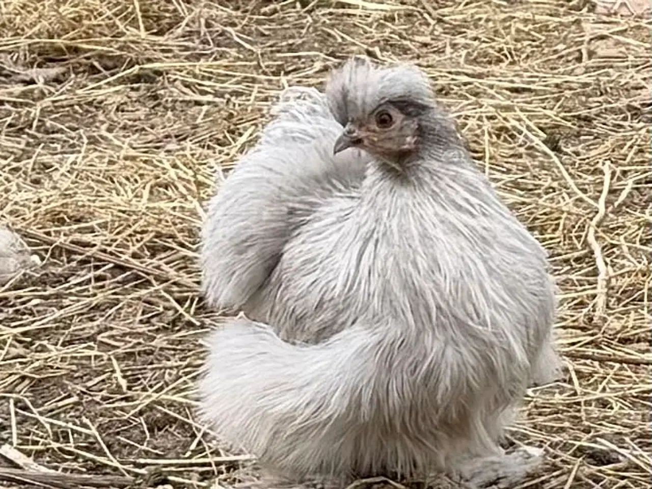 Billede 3 - Silke høner