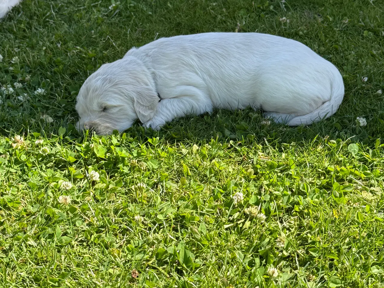 Billede 10 - Golden Retriever hvalpe 
