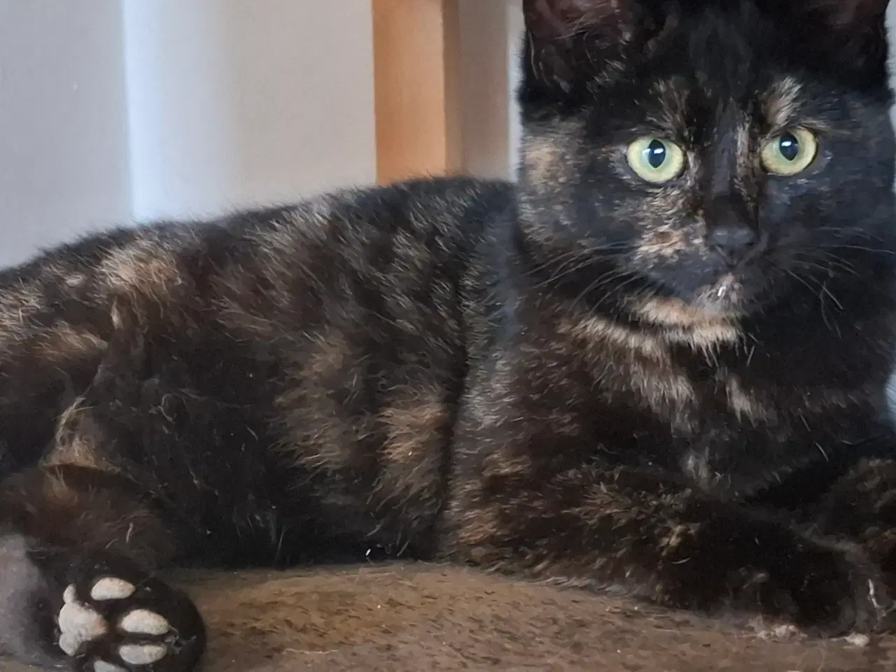 Billede 2 - Hun killing søger et hjem