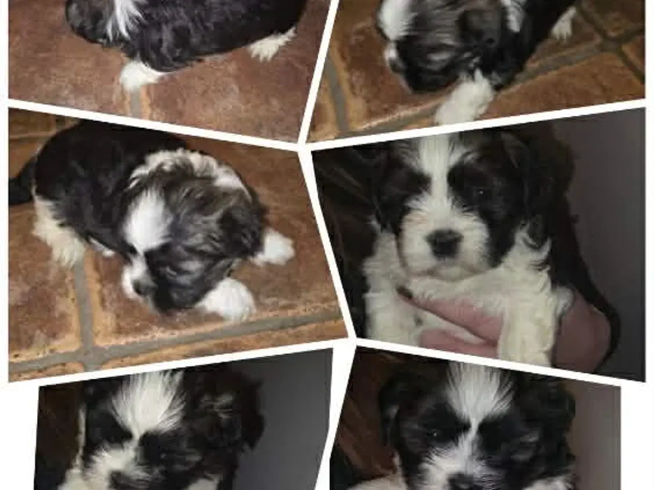 Billede 1 - Lhasa apso hvalpe