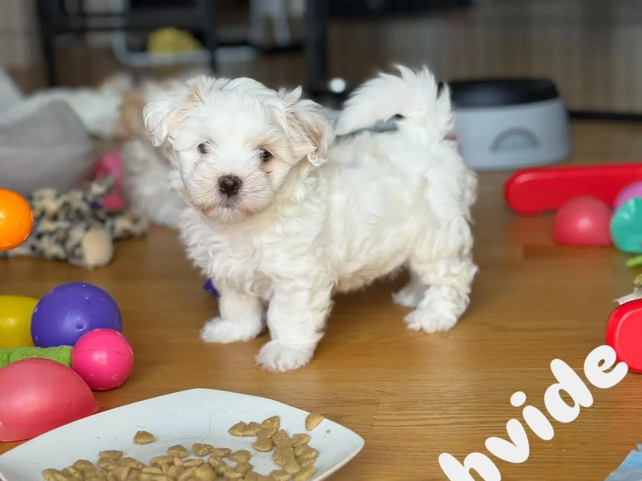 Billede 3 - Coton de tulear/shih tzu hunde hvalpe 