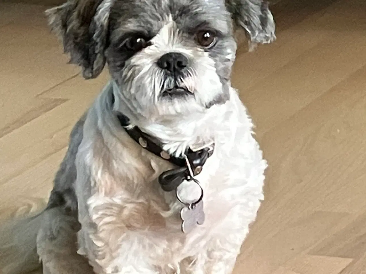 Billede 4 - Shih Tzu Hanhund tilbyder parring