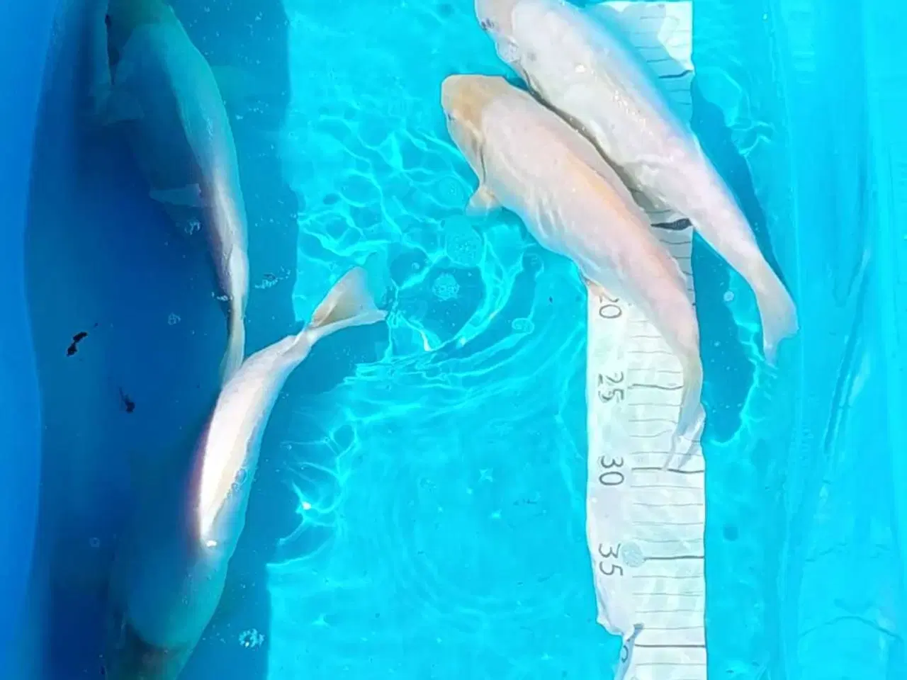 Billede 1 - Koi 30 cm