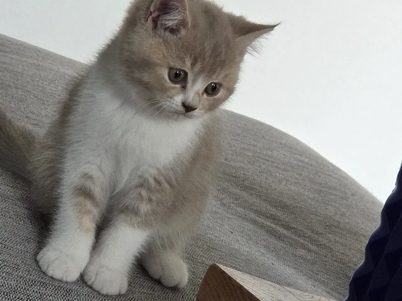 Billede 3 - British Shorthair killing med stamtavle