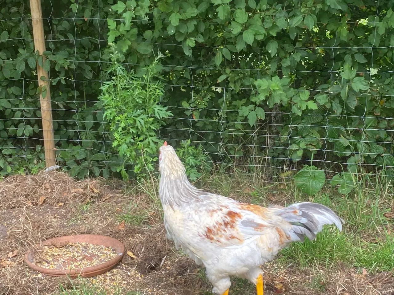 Billede 4 - 🐓 Smuk Svensk Blomsterhane søger nyt hjem 🌼 