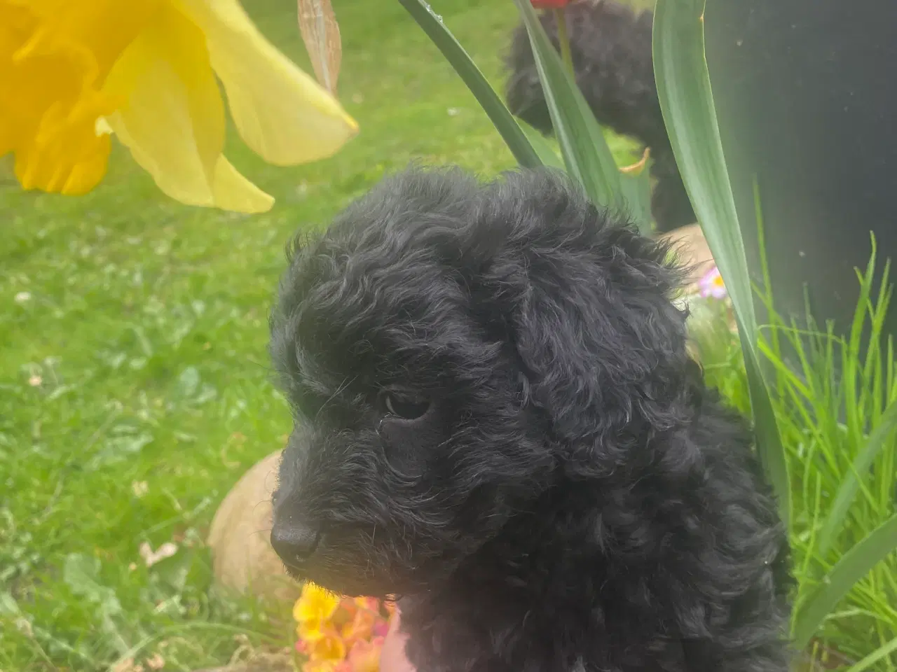Billede 2 - Cavapoo det er en han. Sund og rask og kan lide at