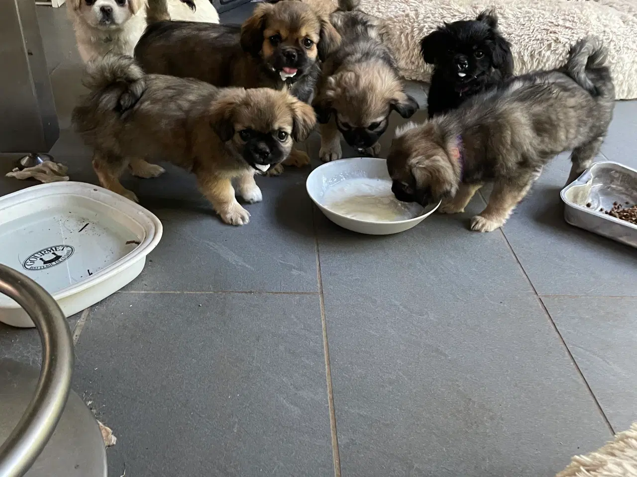 Billede 1 - Tibetansk spaniel