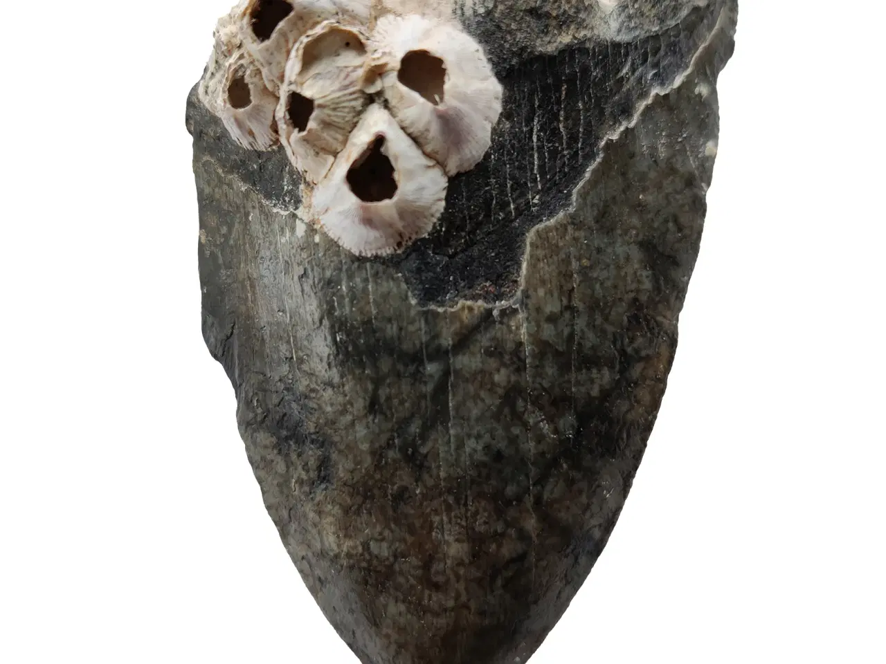 Billede 1 - Megalodon tand 10,1 cm
