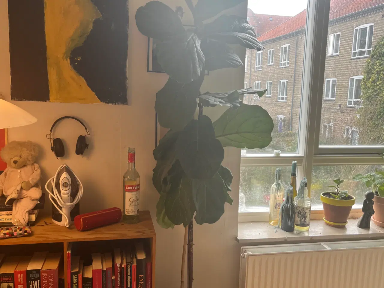 Billede 3 - 2 m højt violintræ 