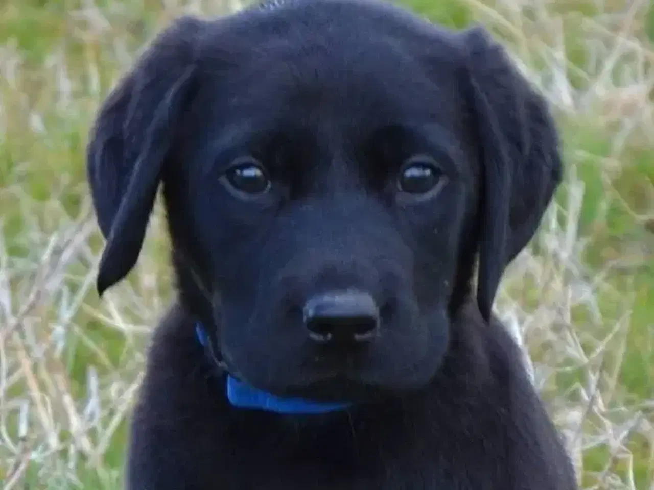 Billede 4 - Formel 1 labrador