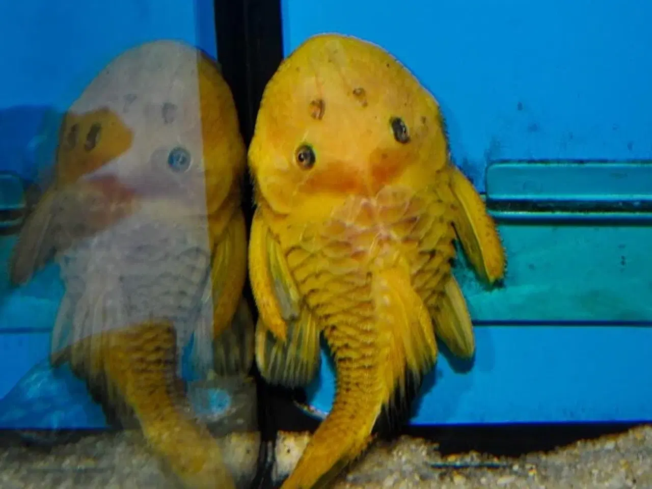 Billede 2 - L056 Yellow Rubber Pleco