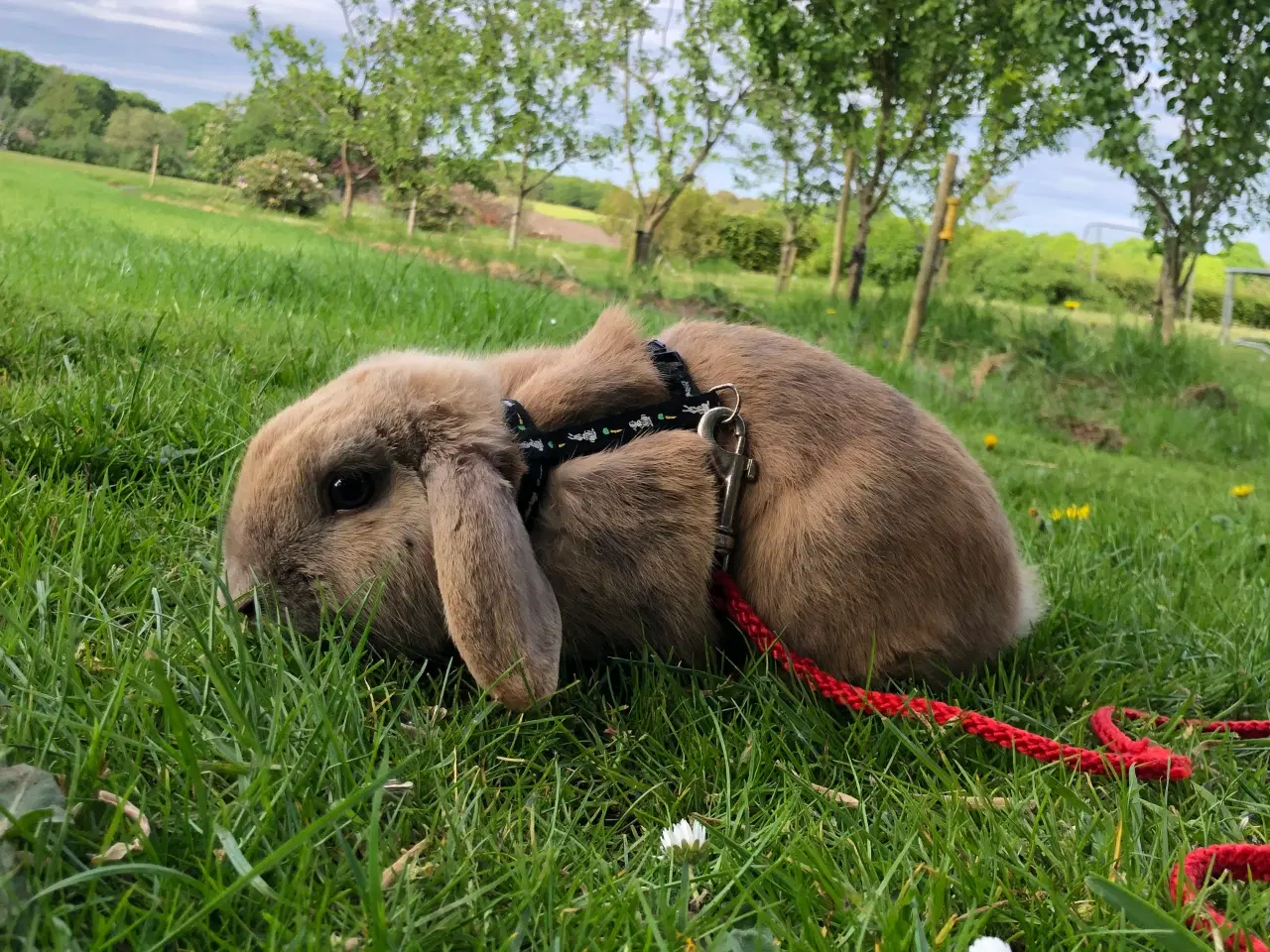 Billede 4 - Kælen dværgvædder han kanin. 