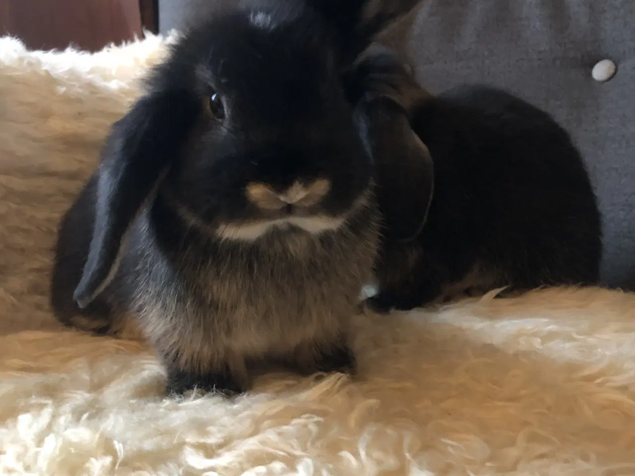 Billede 4 - Dværgvædder kaninunger 8 uger