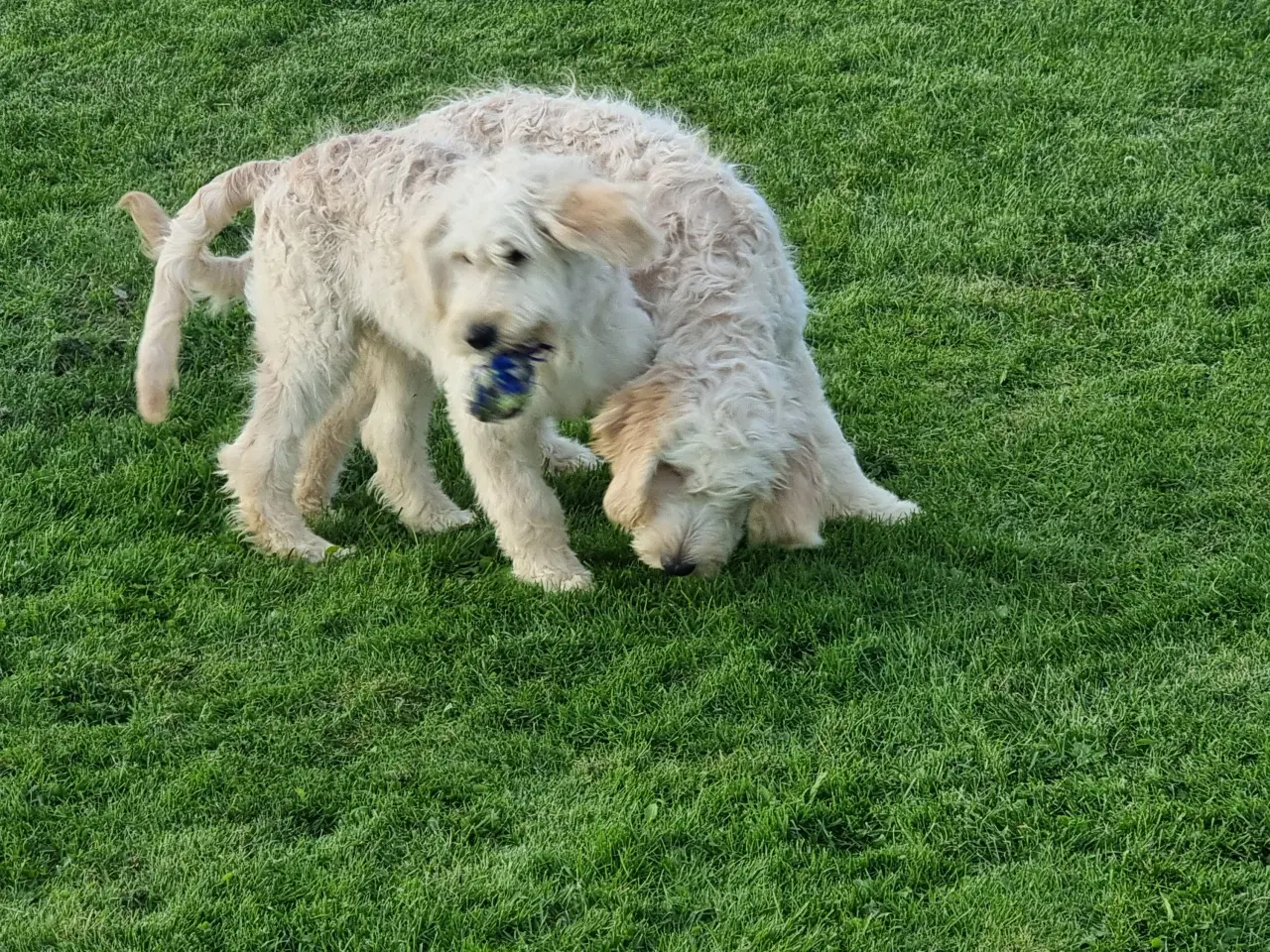 Billede 10 - To skønheder Golden doodle hanner hvalpe