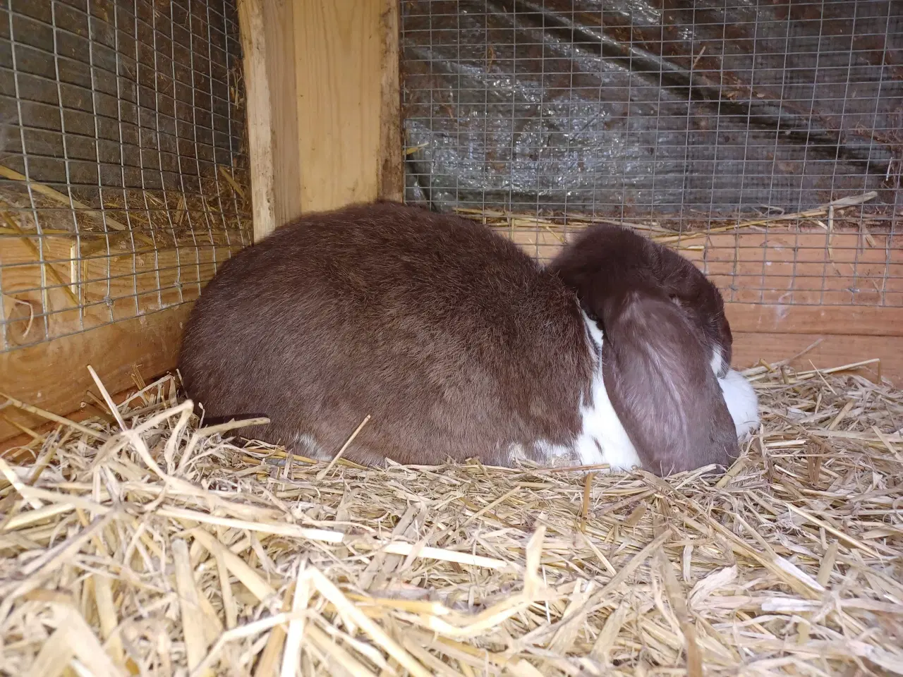 Billede 2 - Fransk vædder hun 